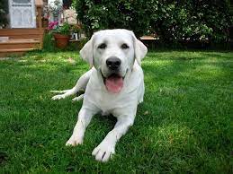 Your puppy is kept inside of our home the entire time while being held and socialized daily. Minnesota White English Labrador Retriever Puppies Snow White Polar Bear White Lab Retriever Breeders Raising White Labrador Puppy Lab Puppies English Labrador