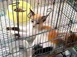 Jenis kucing hutan yang harus anda ketahui. Kucing Emas Dan Ayam At Pasar Jatinegara Jakarta Youtube