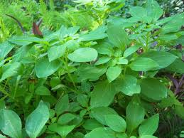 Image result for Alstroemeria pulchella