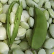 Plant so that crop comes to harvest before or after hot weather. Bulk White Dixie Butter Pea Lima Bean Seeds For Sale