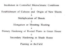 Tissue Culture In Plants With Diagram