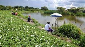 Kali ini kita akan berkenalan dengan janda muslimah cantik, berkulit putih, bermata bulat. Danau Janda Gatal Salah Satu Surga Pemancing Di Rokan Hilir Suara Riau