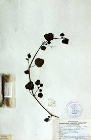 Image result for Boerhavia diffusa