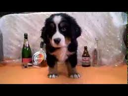 (broertje en zussen hebben al mooi plekje gevonden). Berner Sennen Pups Te Koop Woefkesranch Youtube