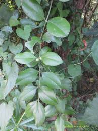 Image result for Azima tetracantha