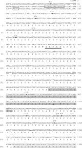 Intro to biology final free practice test instructions. Period Gene Of Bactrocera Cucurbitae Diptera Tephritidae Among Strains With Different Mating Times And Sterile Insect Technique