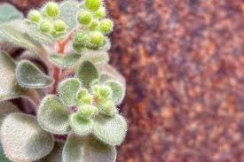 Parole crociate con il termine pianta: Cokbjpqc559vbm