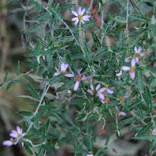 Image result for Athrixia