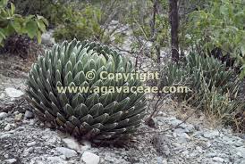 Image result for Agavaceae