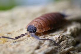 Image result for Macrotyloma ellipticum