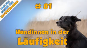 Die sogenannte hitze begleitet eine Tgh 81 Hundinnen In Der Laufigkeit Und Ihr Verhalten Laufige Hundin Und Ihr Verhalten Youtube