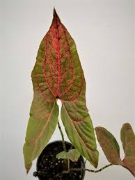 Image result for Pilea johnstonii