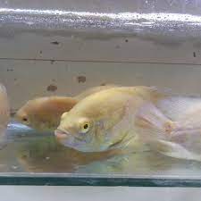 Jika anda pecinta ikan hias, meminang ikan oscar untuk menghiasi aquarium adalah pilihan yang tepat. Ikan Hias Air Tawar Oscar Albino Aquascape Aquarium Garansi Hidup Sampai Tempat Shopee Indonesia