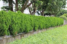 綠籬系列4 7 龍柏 扁柏和圓柏 思在樹人 痞客邦 garden decor decor garden