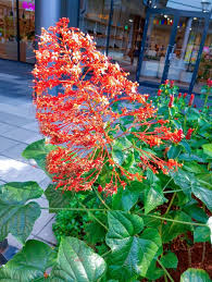 Image result for Clerodendrum umbellatum