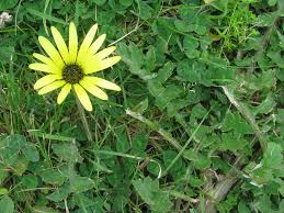 Image result for Arctotheca