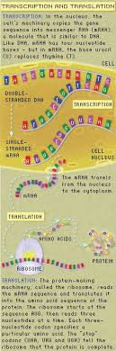 Griffith experimented with the bacteria that. 19 Best Dna Transcription And Translation Ideas Transcription And Translation Teaching Biology Science Biology