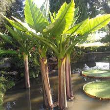 Maybe you would like to learn more about one of these? Kolam Ikan Kotor Pakai 5 Tanaman Air Ini Untuk Membersihkannya