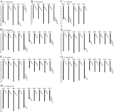 Image result for Gossypioides kirkii