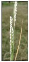 Image result for Eriochloa procera