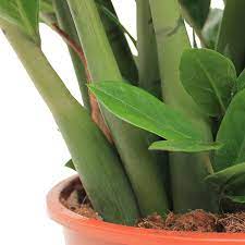 Manche mögen es eher sonnig und warm, andere lieber schattig und kühl. Zimmerpflanzen Die Einen Niedrigen Wasserbedarf Haben 123zimmerpflanzen