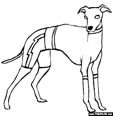 This dog coloring pages are fun way to teach your kids about dog. Italian Greyhound Coloring Page Free Italian Greyhound Online Coloring