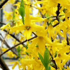 Each bloom of the herb is about 2 cm to 5 cm (1 inch to 2 inches) in. Forsythia X Intermedia