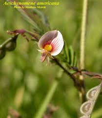 Image result for Aeschynomene megalophylla