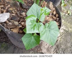 Image result for Zehneria