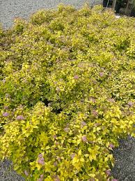 Image result for spirea japonica gold princess