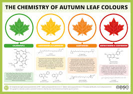 the chemicals behind the colours of autumn leaves compound