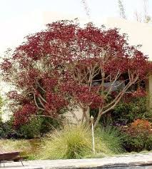 Euphorbia Cotinifolia Euphorbia Cotinifolia Caribbean Copper Tree Euphorbia Backyard Trees Plants
