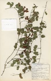 Image result for Rhynchosia totta