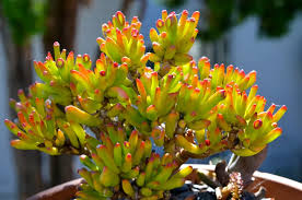 Image result for Crassula hobbit