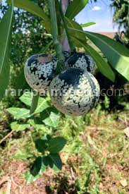 Image result for Voacanga thouarsii