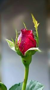 Pin By Liz Simpson On 1 A File General Beautiful Rose Flowers Rose Flower Pictures Rose Buds
