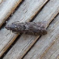 Image result for Pyla fusca