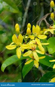 Image result for Tristellateia