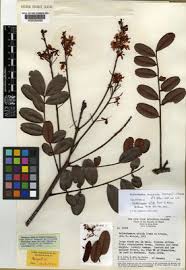 Image result for Maerua descampsii