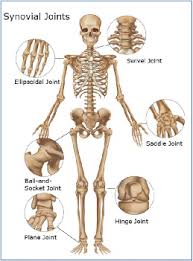 This framework consists of many individual bones and cartilages. Joints Bones Diagram Universal Wiring Diagrams Component Owners Component Owners Sceglicongusto It