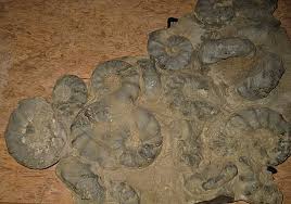 Sie bilden die fünfte von insgesamt neun ordnungen der unterklasse ammonoidea. Fossilien Amp Steine