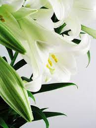 Pin By Louise Hillquist On Flowers July Flowers Lily Flower Beautiful Flowers Garden
