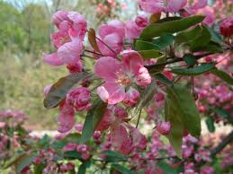 Image result for Malus × purpurea