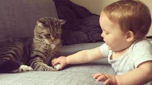 cute baby annoying cat or cat annoying baby best cat baby videos funny cat fails funny cat pictures funny cat photos