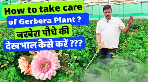 Carnation Flower Cultivation In Polyhouse Youtube