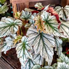 Succulent plants are among the most bizarre, beautiful, and varied in the entire plant kingdom. Central Oklahoma Cactus Succulent Society Home Facebook