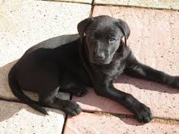 Labrador And Rottweiler Cross Rottweiler Mix Puppies Rottweiler Mix Puppy Dog Pictures