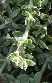 Image result for Bolboschoenus glaucus