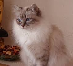 Chat De Race Page 7 Chat Sacre De Birmanie Sacre De Birmanie Jolis Chats