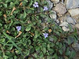 Image result for Dyschoriste radicans